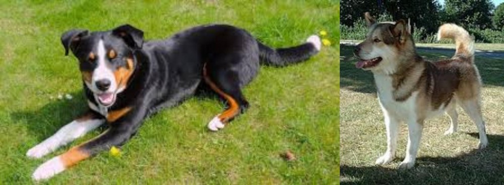 Greenland Dog vs Appenzell Mountain Dog - Breed Comparison