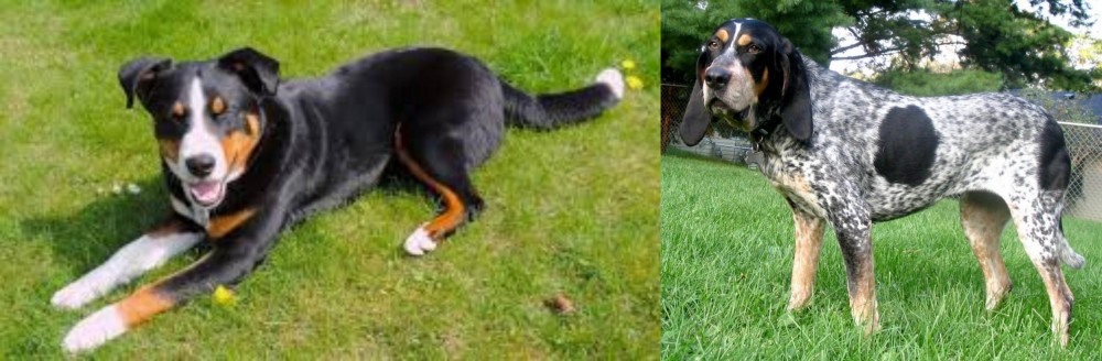 Griffon Bleu de Gascogne vs Appenzell Mountain Dog - Breed Comparison