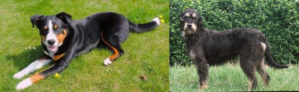 Griffon Nivernais vs Appenzell Mountain Dog - Breed Comparison