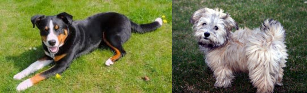 Havapoo vs Appenzell Mountain Dog - Breed Comparison