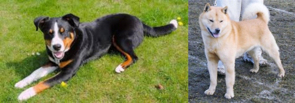 Hokkaido vs Appenzell Mountain Dog - Breed Comparison
