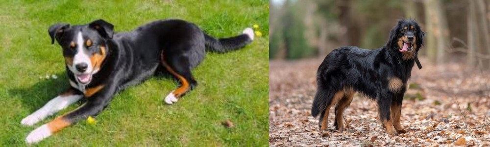 Hovawart vs Appenzell Mountain Dog - Breed Comparison