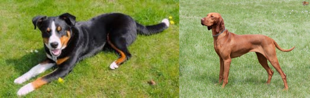 Hungarian Vizsla vs Appenzell Mountain Dog - Breed Comparison