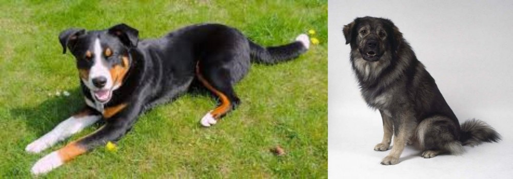Istrian Sheepdog vs Appenzell Mountain Dog - Breed Comparison