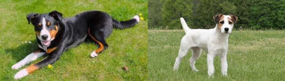 Jack Russell Terrier vs Appenzell Mountain Dog - Breed Comparison