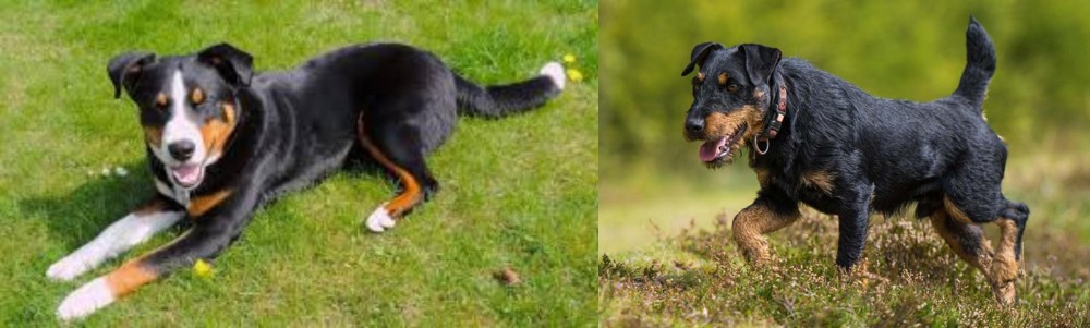Jagdterrier vs Appenzell Mountain Dog - Breed Comparison