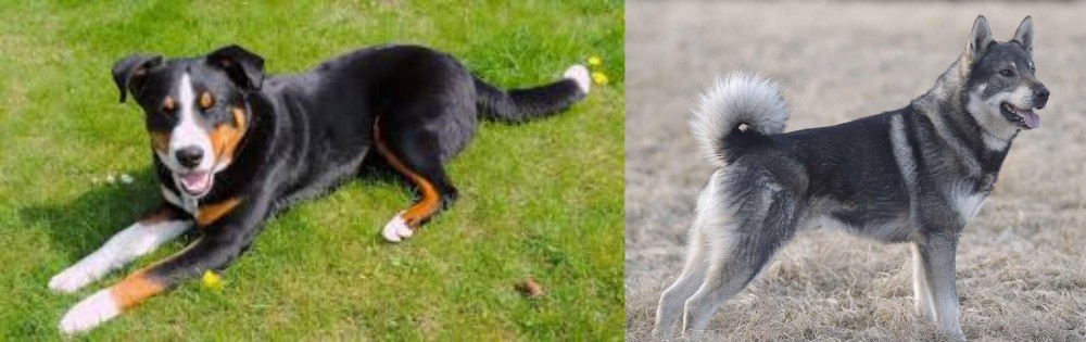 Jamthund vs Appenzell Mountain Dog - Breed Comparison