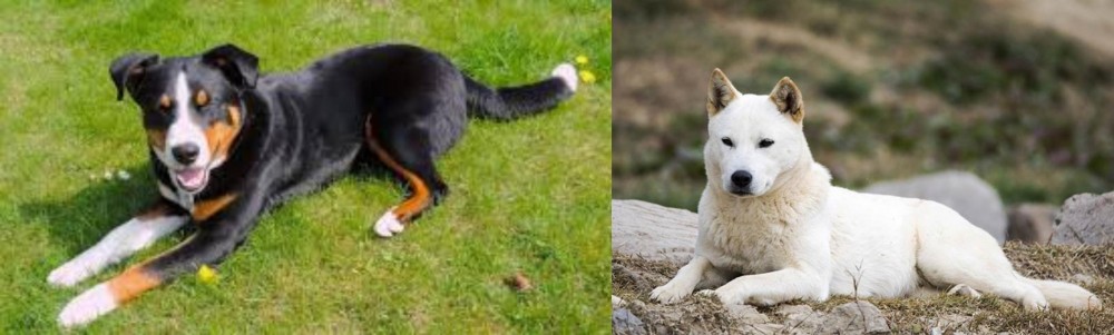 Jindo vs Appenzell Mountain Dog - Breed Comparison