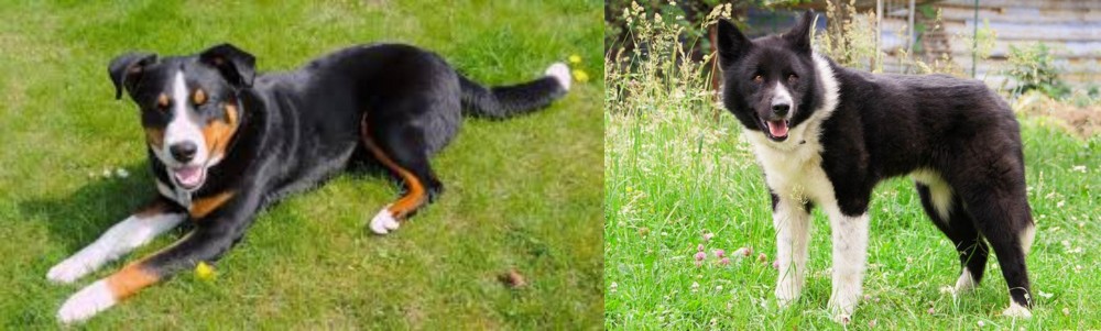 Karelian Bear Dog vs Appenzell Mountain Dog - Breed Comparison