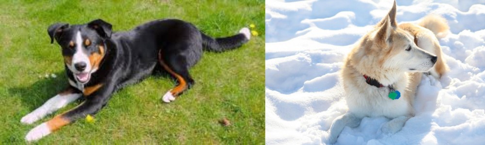 Labrador Husky vs Appenzell Mountain Dog - Breed Comparison