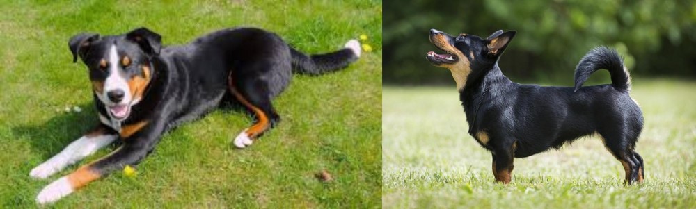 Lancashire Heeler vs Appenzell Mountain Dog - Breed Comparison