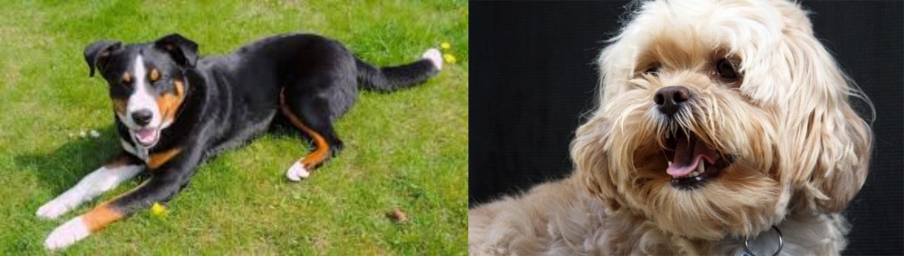Lhasapoo vs Appenzell Mountain Dog - Breed Comparison