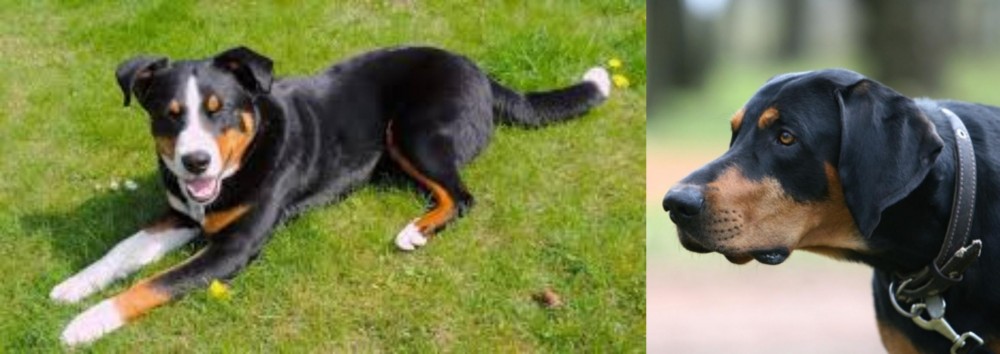 Lithuanian Hound vs Appenzell Mountain Dog - Breed Comparison
