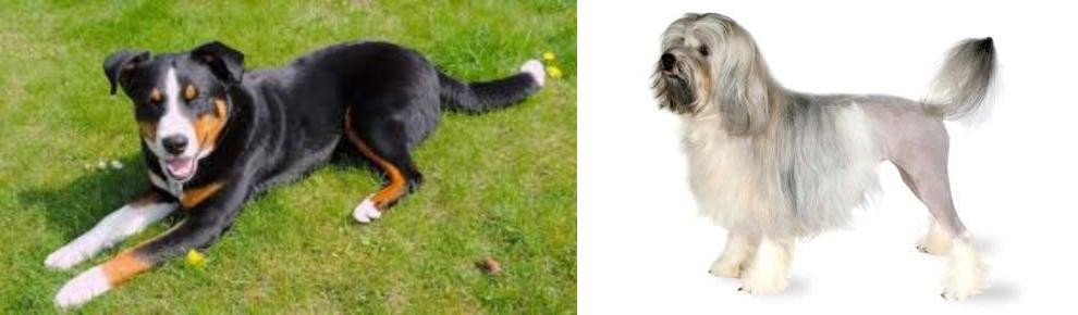 Lowchen vs Appenzell Mountain Dog - Breed Comparison