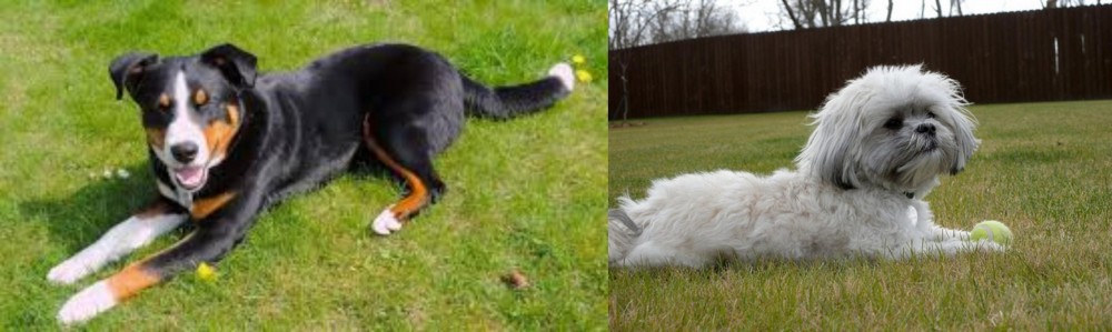 Mal-Shi vs Appenzell Mountain Dog - Breed Comparison