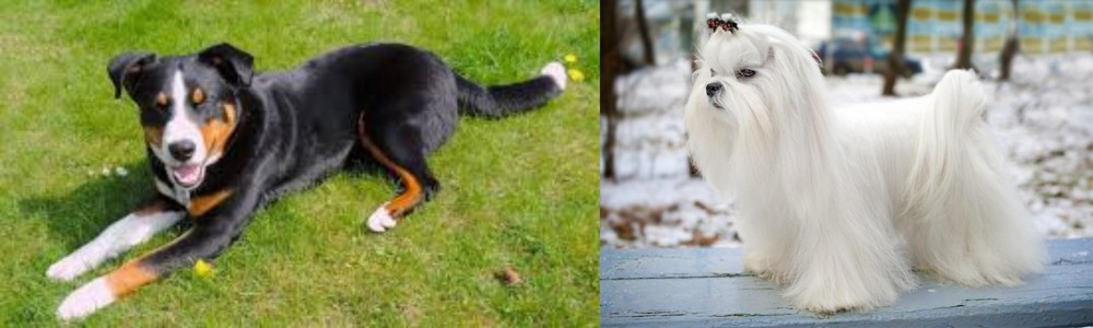 Maltese vs Appenzell Mountain Dog - Breed Comparison