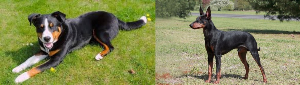 Manchester Terrier vs Appenzell Mountain Dog - Breed Comparison