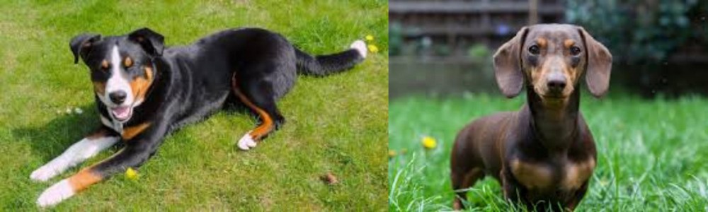 Miniature Dachshund vs Appenzell Mountain Dog - Breed Comparison