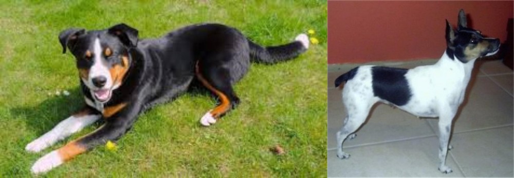 Miniature Fox Terrier vs Appenzell Mountain Dog - Breed Comparison