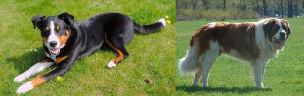 Moscow Watchdog vs Appenzell Mountain Dog - Breed Comparison
