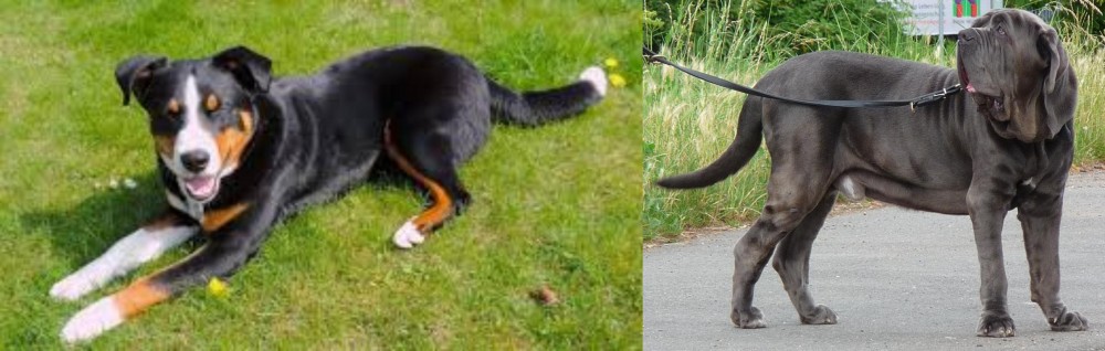 Neapolitan Mastiff vs Appenzell Mountain Dog - Breed Comparison
