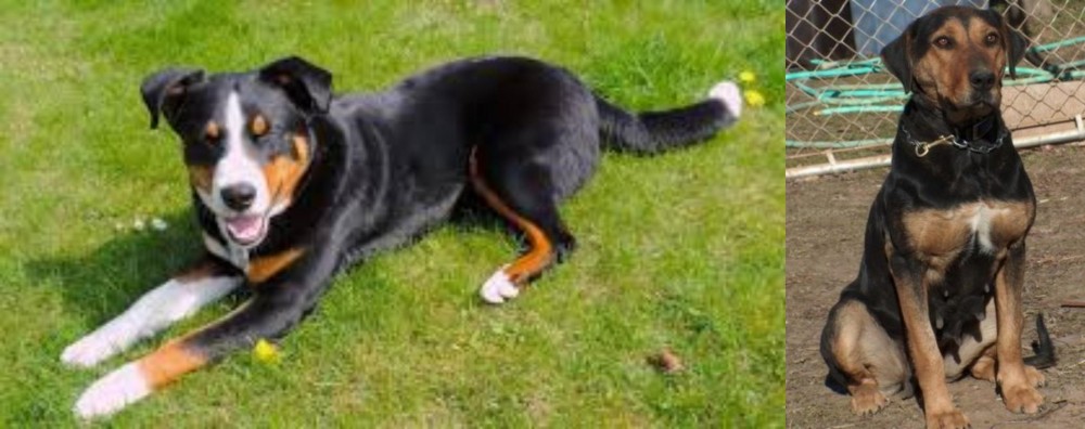 New Zealand Huntaway vs Appenzell Mountain Dog - Breed Comparison