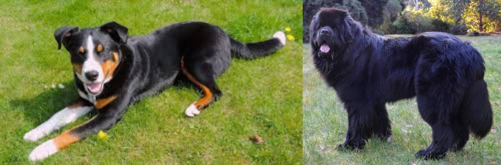 Newfoundland Dog vs Appenzell Mountain Dog - Breed Comparison
