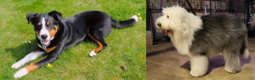 Old English Sheepdog vs Appenzell Mountain Dog - Breed Comparison