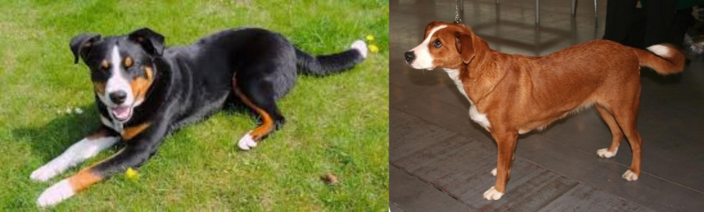 Osterreichischer Kurzhaariger Pinscher vs Appenzell Mountain Dog - Breed Comparison