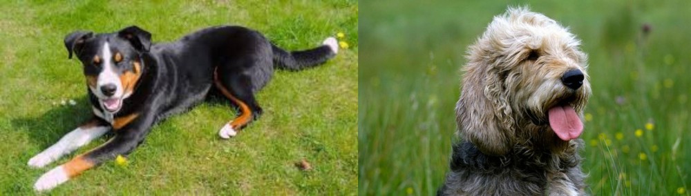 Otterhound vs Appenzell Mountain Dog - Breed Comparison