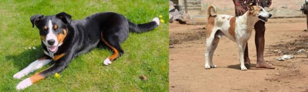 Pandikona vs Appenzell Mountain Dog - Breed Comparison