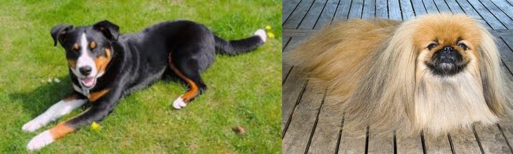 Pekingese vs Appenzell Mountain Dog - Breed Comparison