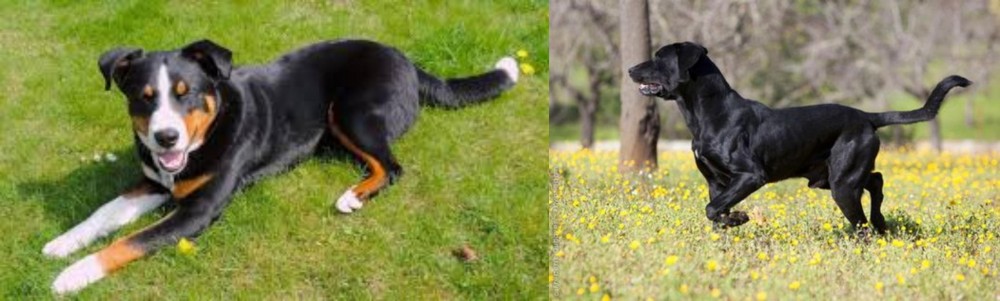 Perro de Pastor Mallorquin vs Appenzell Mountain Dog - Breed Comparison