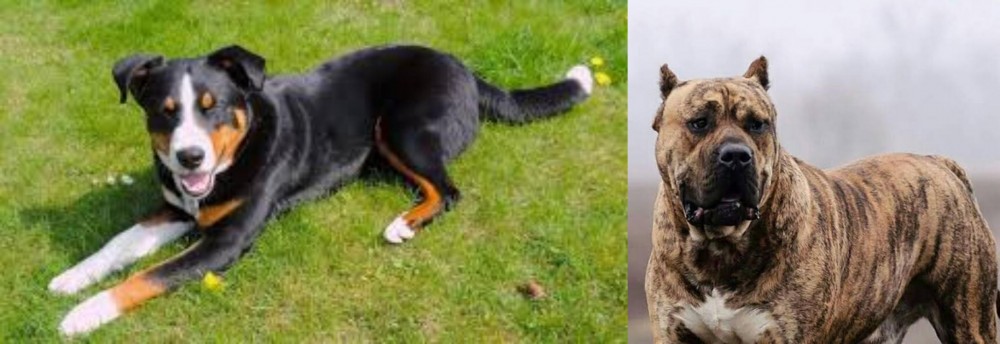 Perro de Presa Canario vs Appenzell Mountain Dog - Breed Comparison