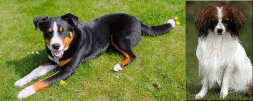 Phalene vs Appenzell Mountain Dog - Breed Comparison