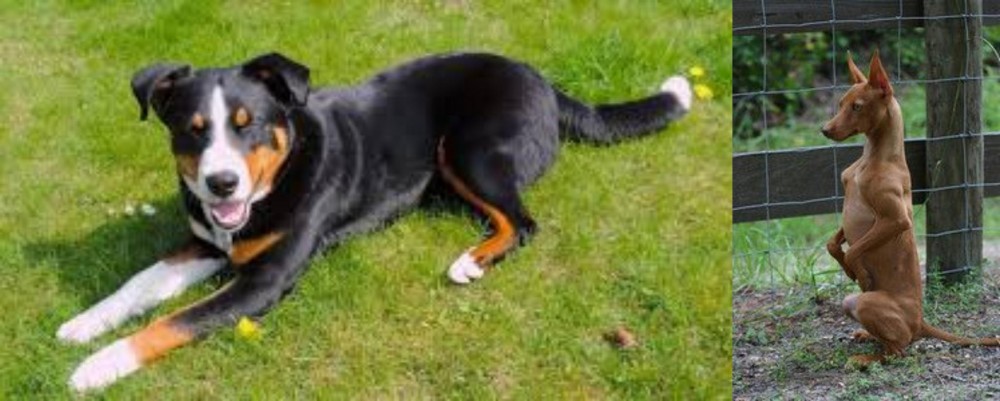 Podenco Andaluz vs Appenzell Mountain Dog - Breed Comparison