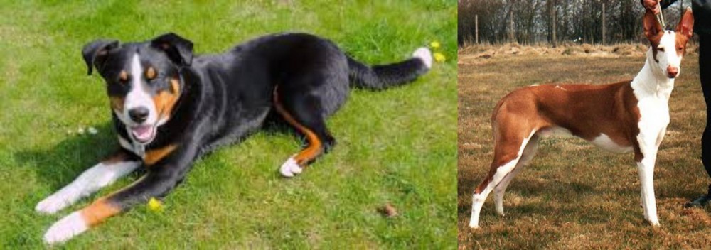 Podenco Canario vs Appenzell Mountain Dog - Breed Comparison