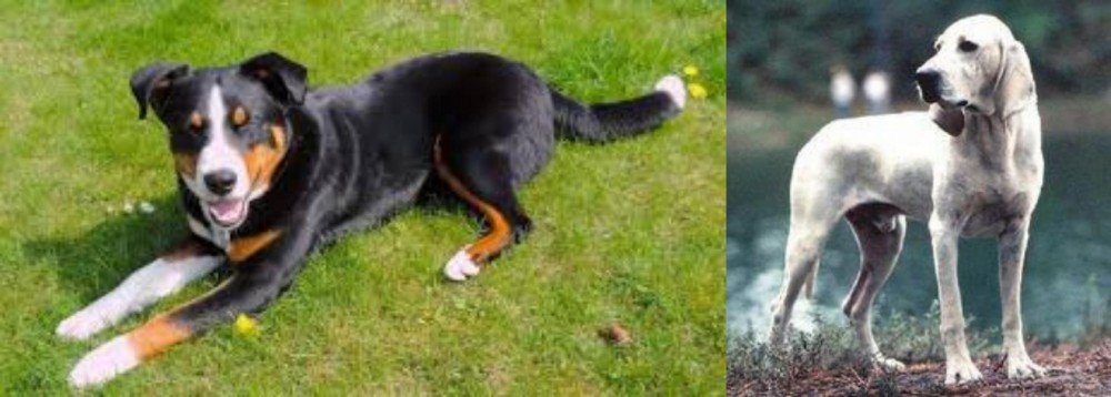 Porcelaine vs Appenzell Mountain Dog - Breed Comparison