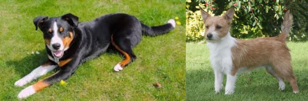 Portuguese Podengo vs Appenzell Mountain Dog - Breed Comparison
