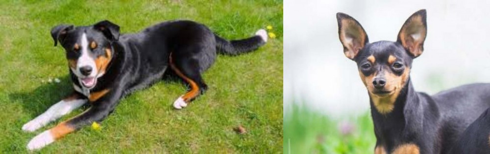 Prazsky Krysarik vs Appenzell Mountain Dog - Breed Comparison