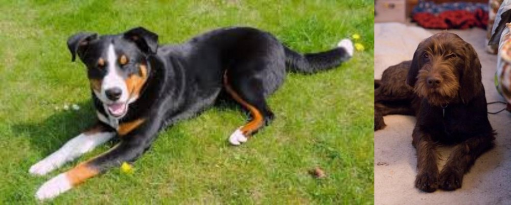 Pudelpointer vs Appenzell Mountain Dog - Breed Comparison