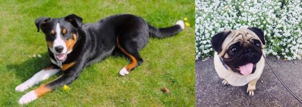 Pug vs Appenzell Mountain Dog - Breed Comparison