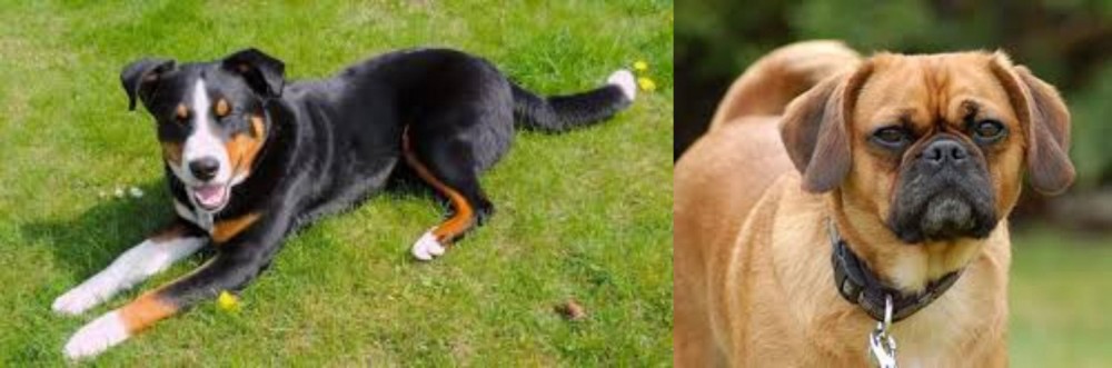 Pugalier vs Appenzell Mountain Dog - Breed Comparison