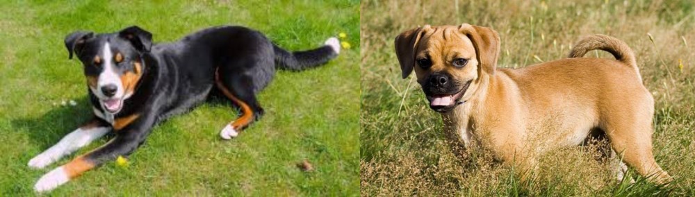Puggle vs Appenzell Mountain Dog - Breed Comparison