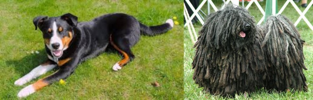 Puli vs Appenzell Mountain Dog - Breed Comparison