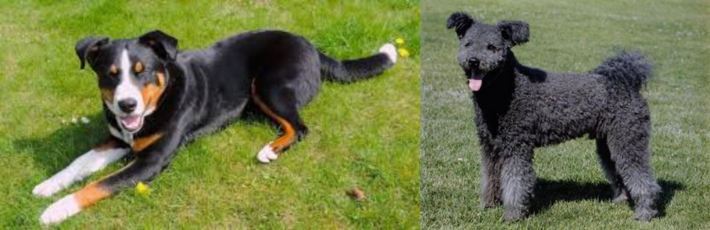Pumi vs Appenzell Mountain Dog - Breed Comparison