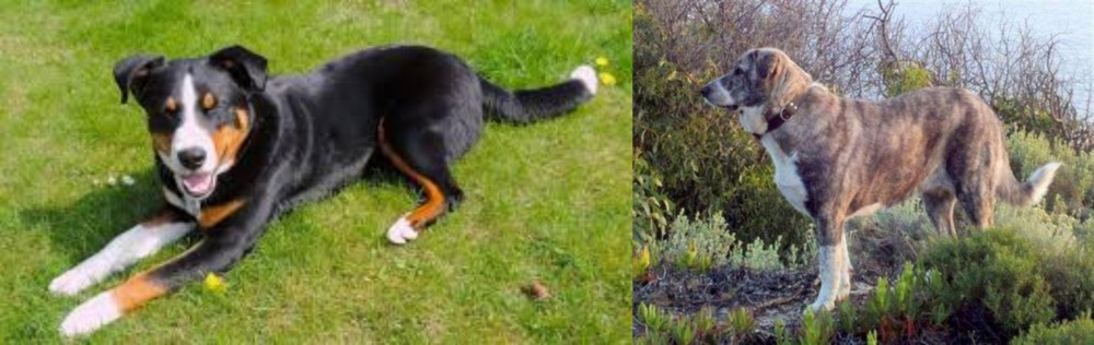 Rafeiro do Alentejo vs Appenzell Mountain Dog - Breed Comparison