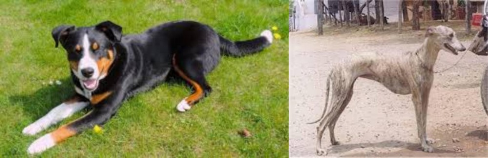 Rampur Greyhound vs Appenzell Mountain Dog - Breed Comparison