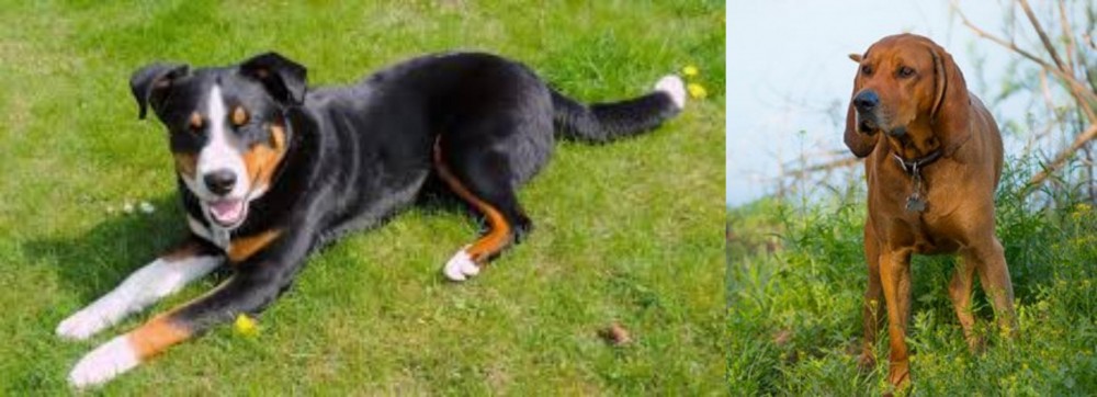 Redbone Coonhound vs Appenzell Mountain Dog - Breed Comparison