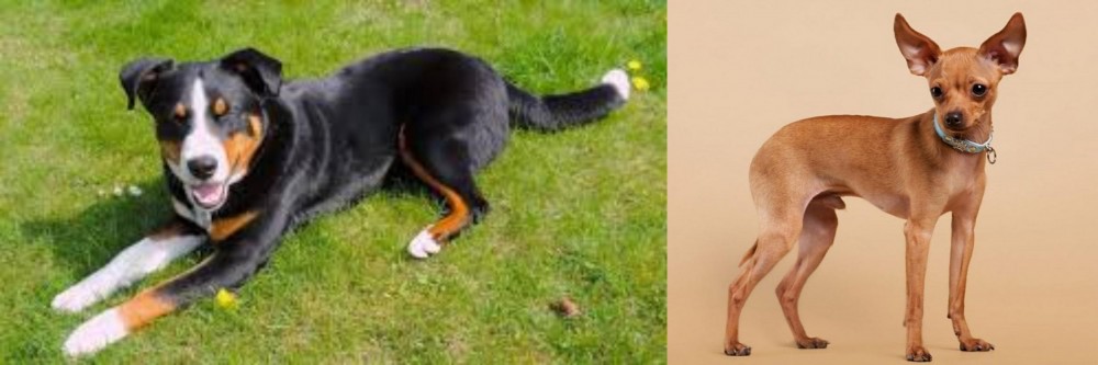 Russian Toy Terrier vs Appenzell Mountain Dog - Breed Comparison